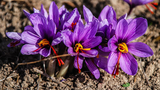 Saffron for Heart Health