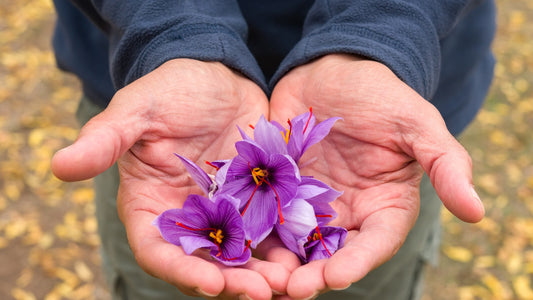 Saffron for Weight Loss