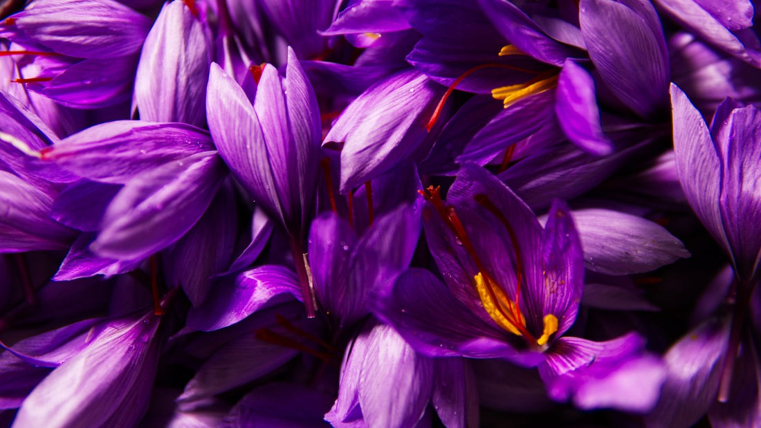 how to identify pure saffron