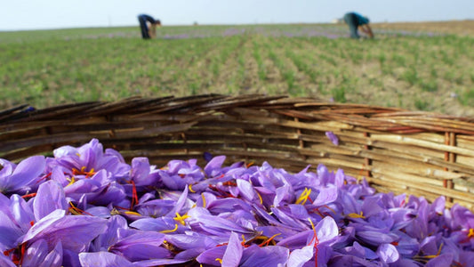 Saffron Origin Comparison