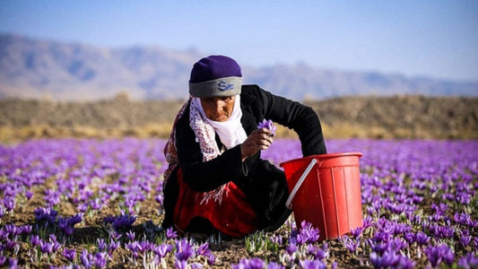 Saffron in Persian Traditions