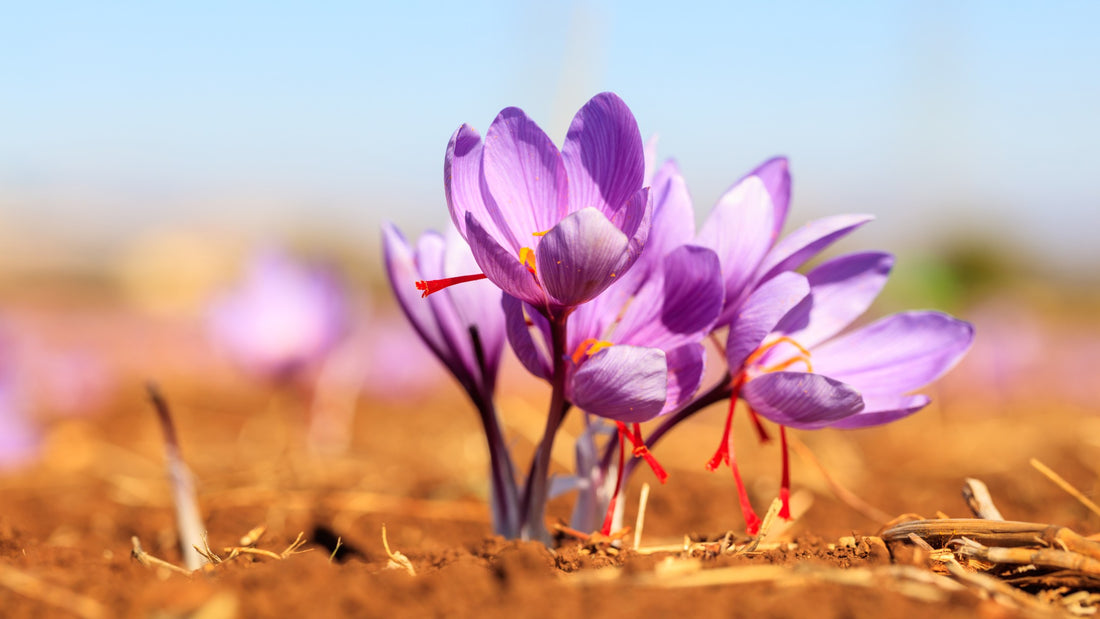 Vision-Supporting Benefits of Saffron