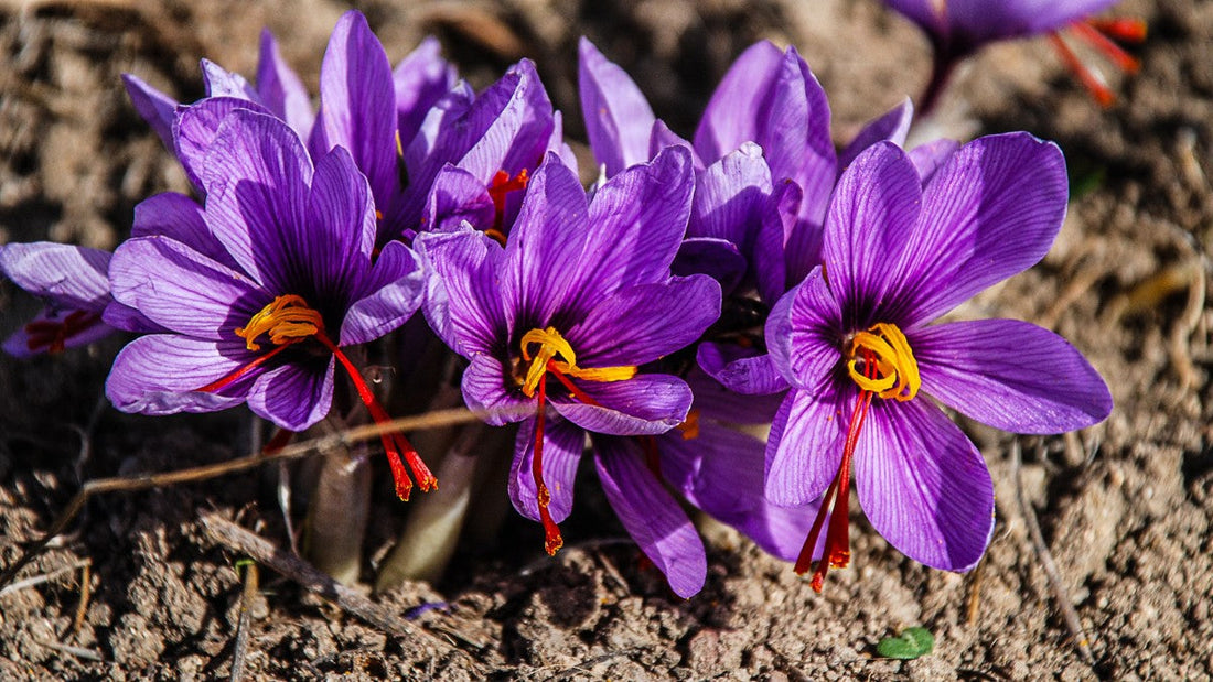 Saffron Tips Top Saffron Storage Tips to Keep Your Saffron Fresh and Flavorful ...